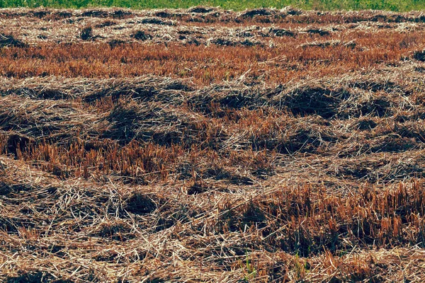 meadow with mowed grass dry, note shallow depth of field