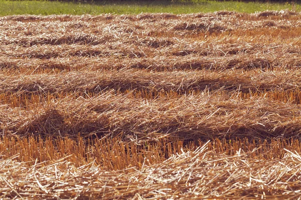 Prato Con Erba Falciata Asciutta Nota Profondità Campo Poco Profonda — Foto Stock