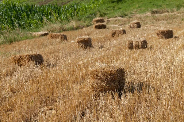 Hasattan Sonra Saman Yığınları Tarlanın Derinliğine Dikkat Edin — Stok fotoğraf