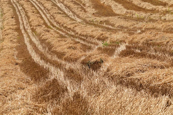 Ślady Ciągników Wysokiej Suchej Trawie Naturze Zanotować Płytkiej Głębokości Pola — Zdjęcie stockowe