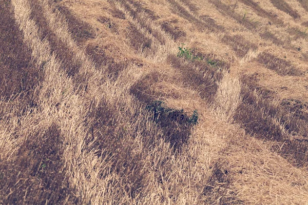 Ślady Ciągników Wysokiej Suchej Trawie Naturze Zanotować Płytkiej Głębokości Pola — Zdjęcie stockowe