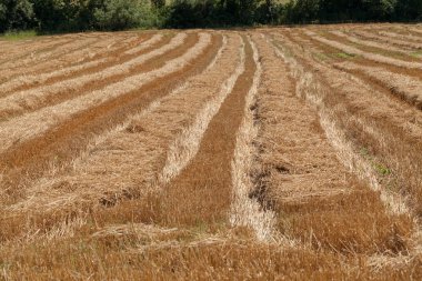 mown hay in a field in autumn, note shallow depth of field