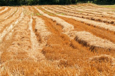 mown hay in a field in autumn, note shallow depth of field