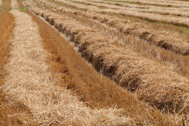 mown hay in a field in autumn, note shallow depth of field