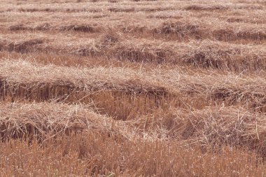 mown hay in a field in autumn, note shallow depth of field