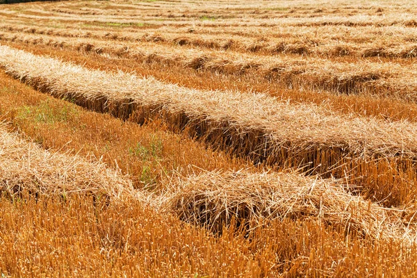 Fieno Falciato Campo Autunno Nota Profondità Campo Poco Profonda — Foto Stock