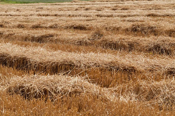 Fieno Falciato Campo Autunno Nota Profondità Campo Poco Profonda — Foto Stock