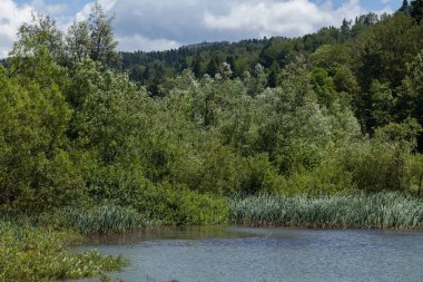 Bataklıktaki ot ve bitki örtüsü, yüzeysel alan derinliğine dikkat edin.
