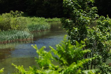 Bataklıktaki ot ve bitki örtüsü, yüzeysel alan derinliğine dikkat edin.