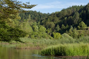 Bataklıktaki ot ve bitki örtüsü, yüzeysel alan derinliğine dikkat edin.