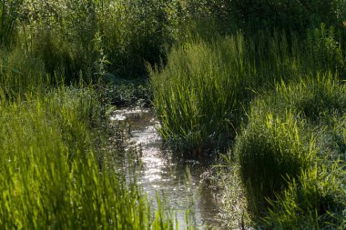Bataklıktaki ot ve bitki örtüsü, yüzeysel alan derinliğine dikkat edin.