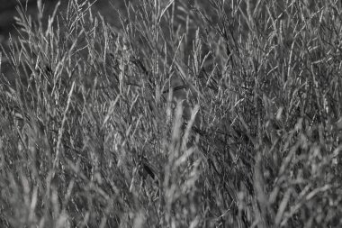 Bataklıktaki ot ve bitki örtüsü, yüzeysel alan derinliğine dikkat edin.