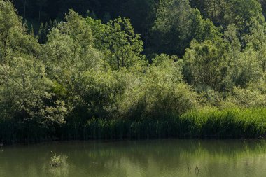 Bataklıktaki ot ve bitki örtüsü, yüzeysel alan derinliğine dikkat edin.