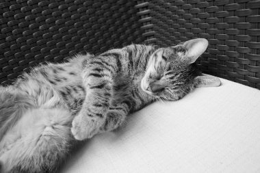 kedi bir sandalyede uyuyor