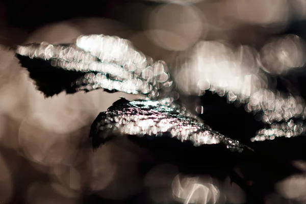 Abstraktion Dunkler Blätter Nach Regen Für Verschwommenen Hintergrund — Stockfoto