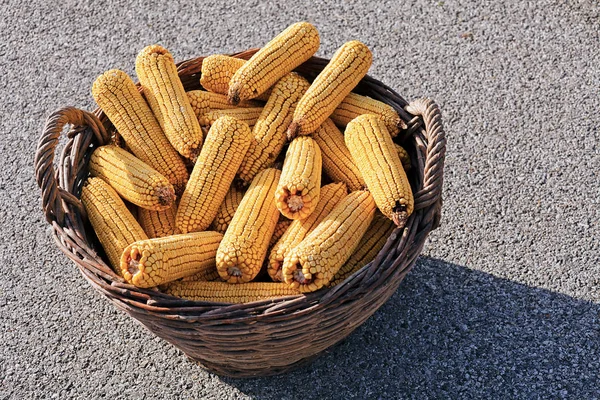 cleaned dry ears of corn in a basket of wicker, note shallow depth of field