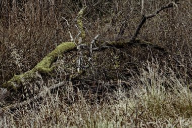 Yeşil yosunlu kurumuş dallar, sığ alan derinliğine dikkat edin.