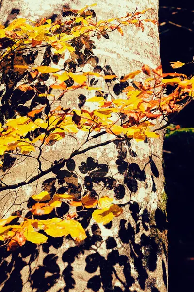Bükkfa Ősszel Levelek Árnyékával Fán Mező Sekély Mélysége — Stock Fotó