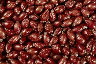 Köpeğin kırmızı meyveleri kalabalığın üzerinde güldü, tarlanın sığ derinliğine dikkat edin