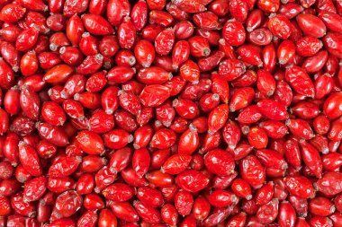 Köpeğin kırmızı meyveleri kalabalığın üzerinde güldü, tarlanın sığ derinliğine dikkat edin