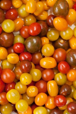 Olgunlaşmanın çeşitli aşamalarında kiraz domatesleri, alanın sığ derinliğine dikkat edin.