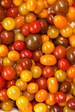 Olgunlaşmanın çeşitli aşamalarında kiraz domatesleri, alanın sığ derinliğine dikkat edin.