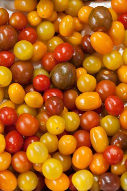 Olgunlaşmanın çeşitli aşamalarında kiraz domatesleri, alanın sığ derinliğine dikkat edin.