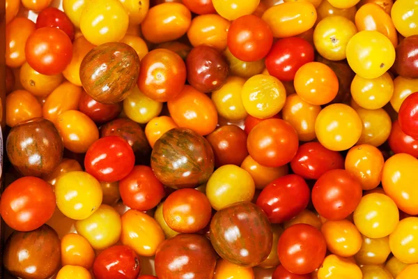 cherry tomatoes in various stages of maturation, note shallow depth of field