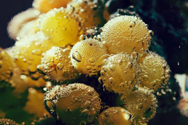 abstraction grain white grape in waterl, note shallow depth of field