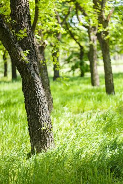 İlkbaharda, Not alan sığ derinliği yeşil orman