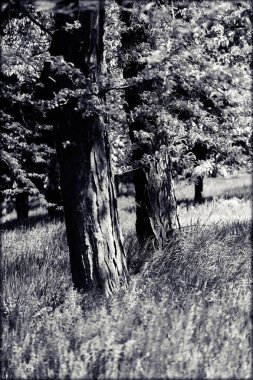 İlkbaharda, Not alan sığ derinliği yeşil orman