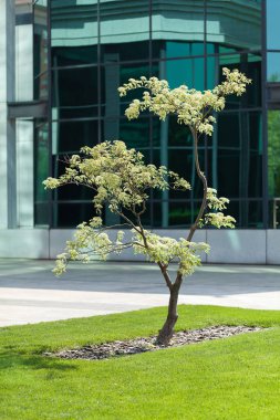  Parktaki ağaç, etrafı dekoratif gri saman ile kaplı, yüzeysel alan derinliğine dikkat edin.