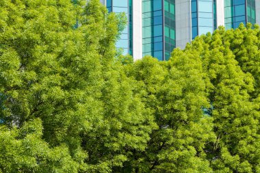 Parktaki kalın yeşil ağaç tepesi, derin alan derinliğine dikkat edin.