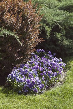 Parktaki organize çiçekler, tarlanın sığ derinliğine dikkat edin