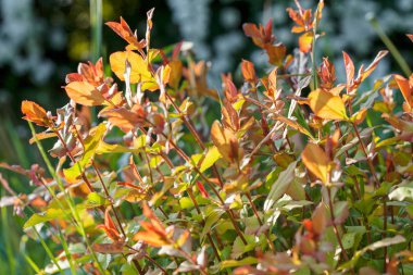 Parkta kırmızı ve yeşil yapraklı çalılar, sığ alan derinliğine dikkat edin.