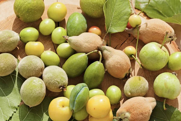 miscellaneous not ripe fruit in a pile