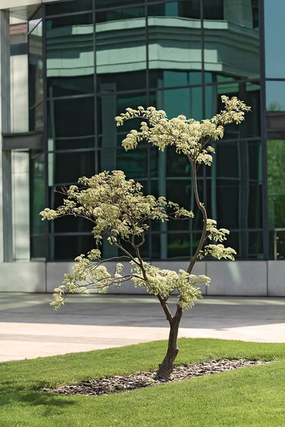 Árbol Parque Con Mantillo Gris Decorativo Alrededor Nota Poca Profundidad — Foto de Stock