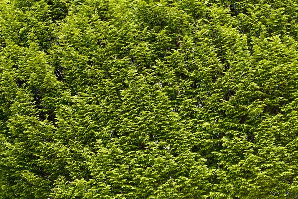 Copa Árbol Verde Grueso Parque Nota Poca Profundidad Campo —  Fotos de Stock