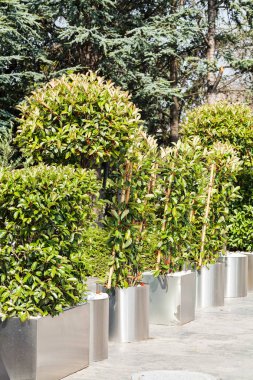 Taşın saksıları içinde süslü çalılar var, tarlanın derinliğine bakın.