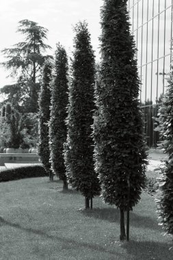 Parktaki organize ağaçlar, alanın derinliğine dikkat edin.