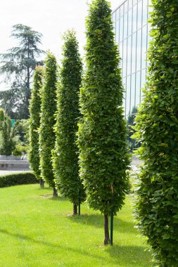 Parktaki organize ağaçlar, alanın derinliğine dikkat edin.