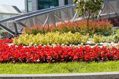 Parktaki organize çiçekler, tarlanın sığ derinliğine dikkat edin