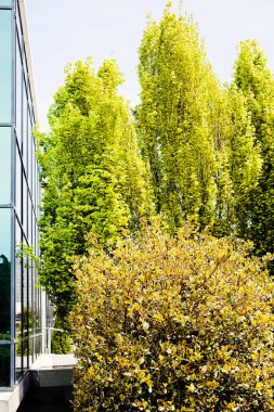 Binanın etrafındaki parkın peyzajı, sığ alan derinliğine dikkat edin