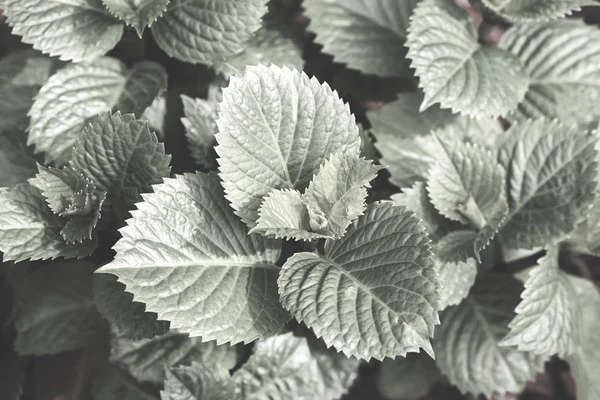 Foco Folhas Verdes Com Mulch Vermelho Decorativo Sob Note Profundidade — Fotografia de Stock