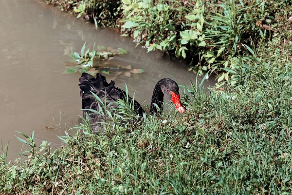 黑色天鹅在自然界中 注意浅层的场深度 — 图库照片