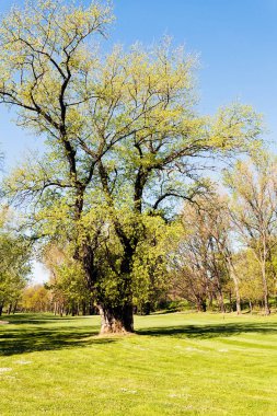 İlkbaharda parktaki ağaçlar, sığ alan derinliğine dikkat edin.