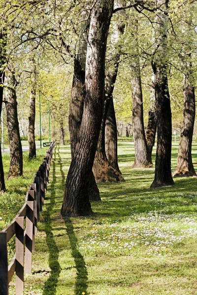 Cerca Tablones Madera Madera Nota Poca Profundidad Campo — Foto de Stock