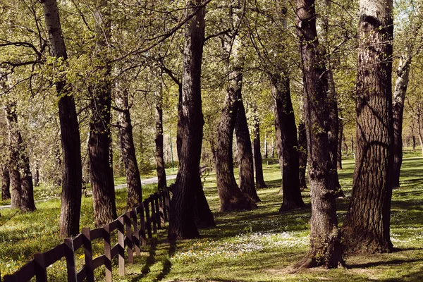 Забор Деревянных Досок Дереве Обратите Внимание Небольшую Глубину Резкости — стоковое фото