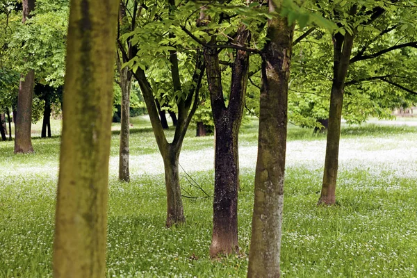 Árboles Parque Primavera Nota Poca Profundidad Campo — Foto de Stock