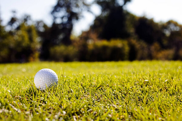 White golf ball on the grass close up, note shallow depth of field